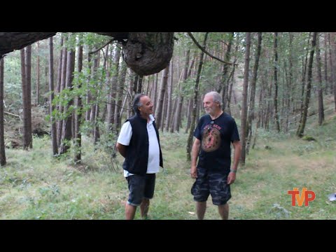 Conocemos el árbol yeyé - Palacios de la Sierra 2025