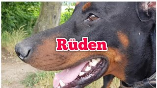 Verträglichkeit gegenüber anderen Rüden - Dobermann mit 3 Jahren