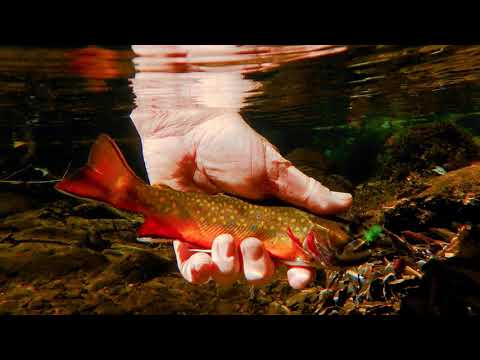 old fenwick fishing rods