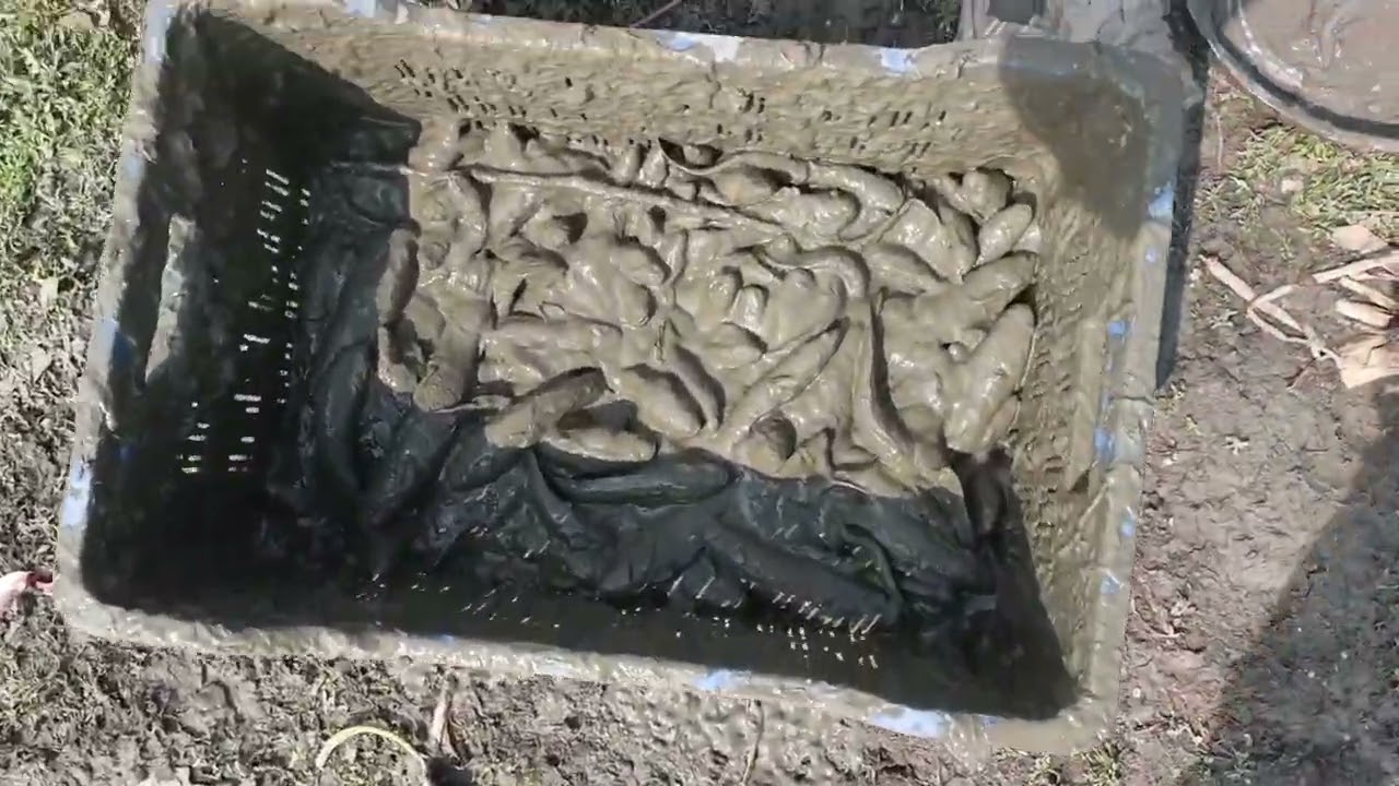 এত কাঁদার মধ্য থেকে মাছ মারলাম আজ 🐳🐟