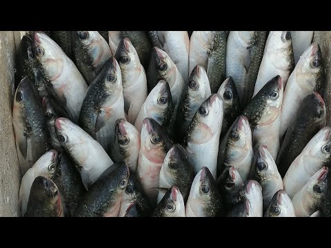 فيديو: ما هي الأسماك التي تأكل البوري البوري؟