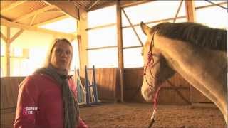 Apprendre à avoir un cheval respectueux - Equidia Life