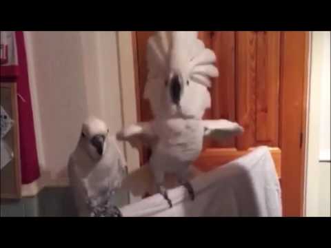 Metalhead parrot