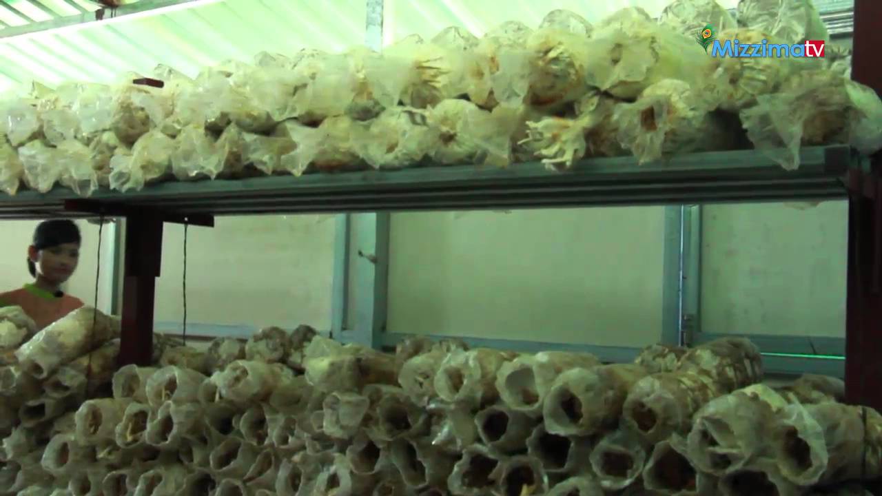 ၾကြက္နားရြက္မိႈစိုက္ပ်ိဳးေရး (Part_2)