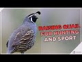 Why You Should Raise Quail For Hunting and Sport