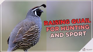 Why You Should Raise Quail For Hunting and Sport