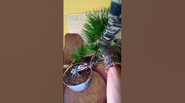 Vào dây lần 2 cho cây thông đen mikawa.lh 0339769298.