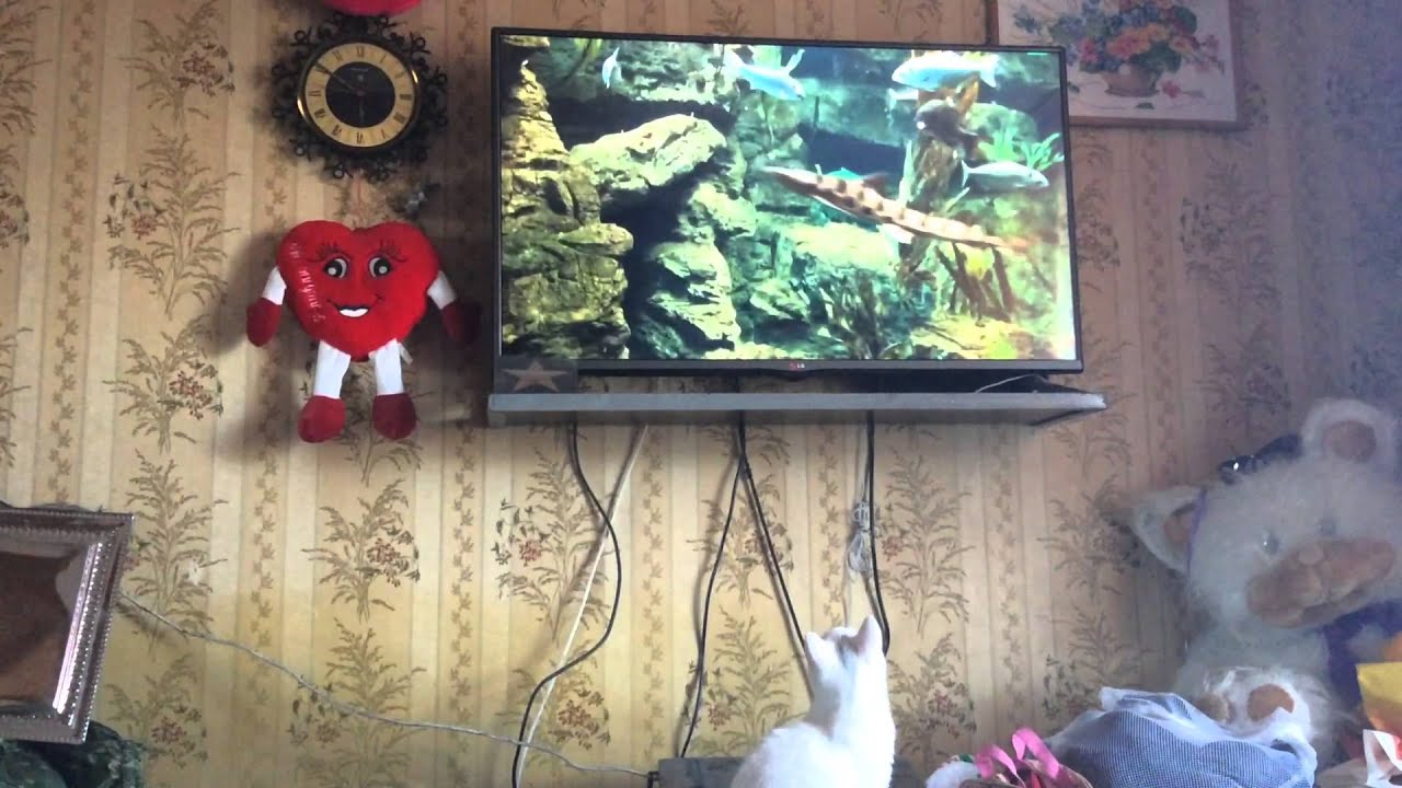 Как занять кота на весь день