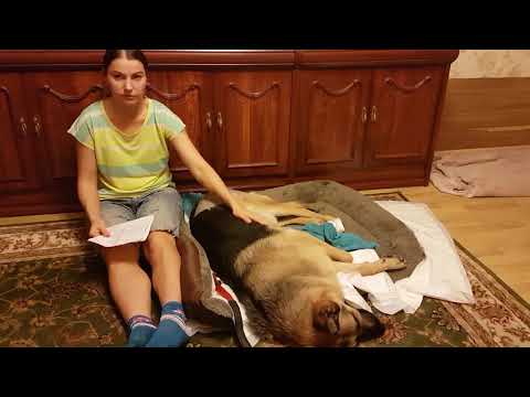 Резекция головки тазобедренного сустава у собаки 1 сутки после операции