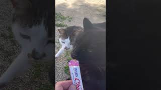 💙 Cat Churu Quickie 💜 My cats go nuts for this stuff 🤣😹 #shorts #cat #health