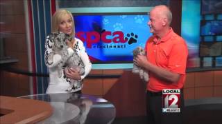 Adopt-A-Pet: Sept 13, 2014 P4