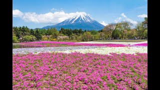 Mishima, Japan - You MUST visit!