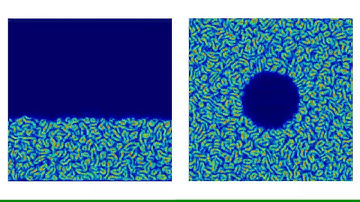 Active nematics simulation of swarming bacteria