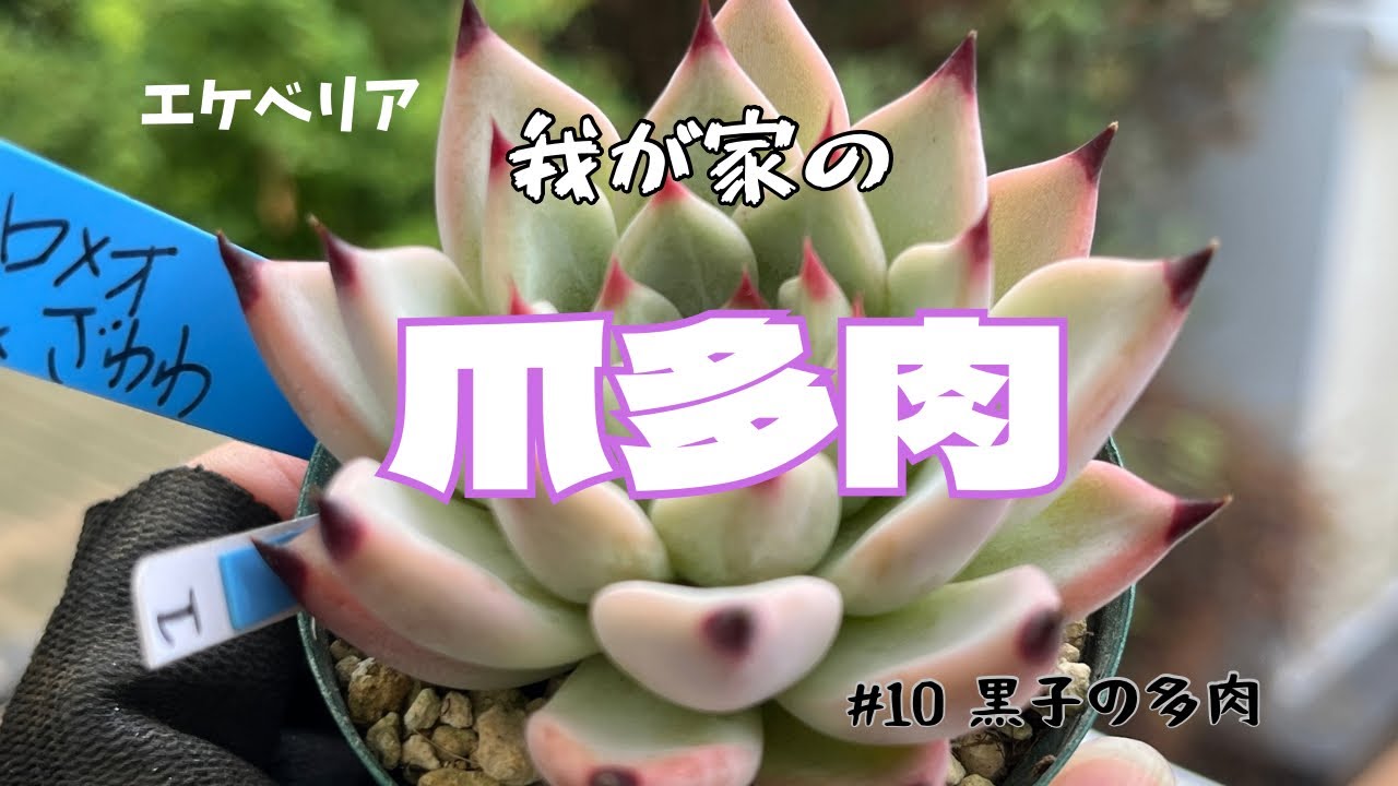 多肉植物】エケベリア 我が家の爪多肉 - YouTube