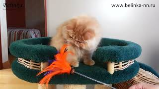 Кошечка Milana-Belinka Cattery Кошечка Milana-Belinka Cattery
