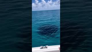 Unbelievable Sinkhole Discovery From Boat