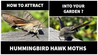 How to attract Hummingbird hawk moths into your garden ?