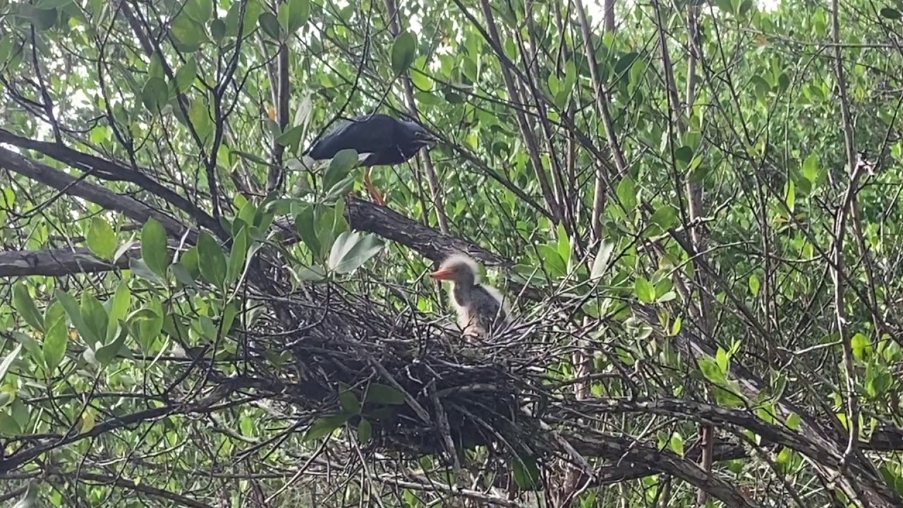 Sanibel Kayak YouTube