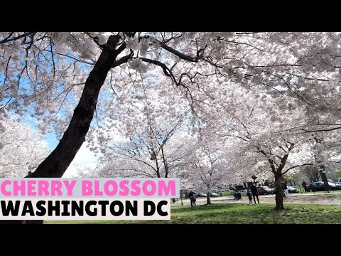 Vídeo: Flor De Cerezo En Flor En Washington, DC