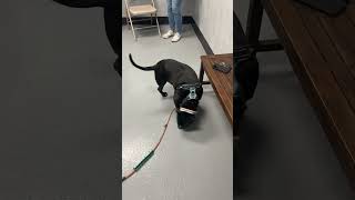 Adopt - A - Pet - Jake - May 23, 2023