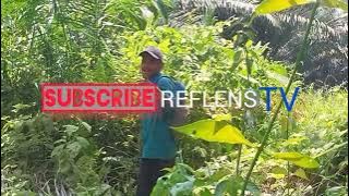 Kebun kelapa sawit PT. Citra Agro Kencana