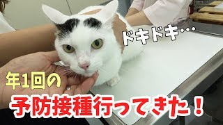 1歳の猫2匹のワクチン接種に行きました…久々の動物病院にビビる！