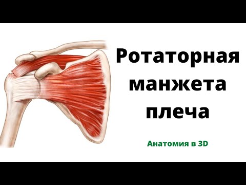 Видео: Ингибирующий или возбуждающий? Оптогенетический опрос функциональных ролей ГАМКергических интернейронов в эпилептогенезе