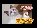 子猫が来たワケ 弟猫ハウル君メモリー①Memories of the day on which Howl the Cat came to my house.