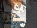 面白い猫と他の動物たちの爆笑ハプニング集 #猫ハプニング #猫あるある #猫動画 #猫爆笑 #猫と他動物