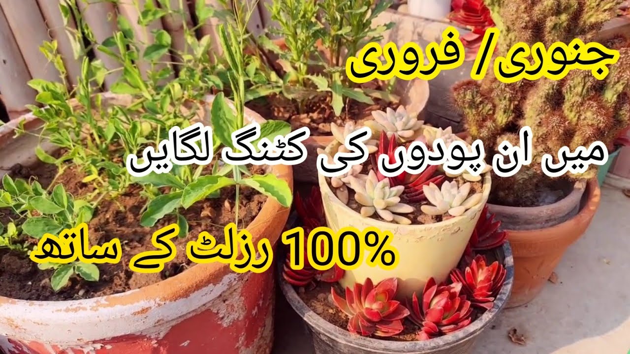 Best plants to grow in January/February|Cuttings to grow in January|Succulent Complete Care Guide!