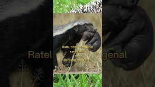 Inilah hewan yang paling berani di dunia #shorts #youtubeshorts #ytshorts