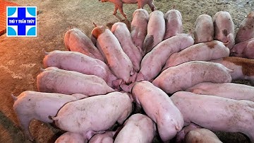 Lợn con cai sữa tiêu chảy | Chia sẻ bí quyết nuôi heo không bị đi ỉa