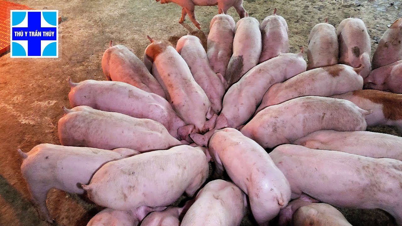 Lợn con cai sữa tiêu chảy | Chia sẻ bí quyết nuôi heo không bị đi ỉa