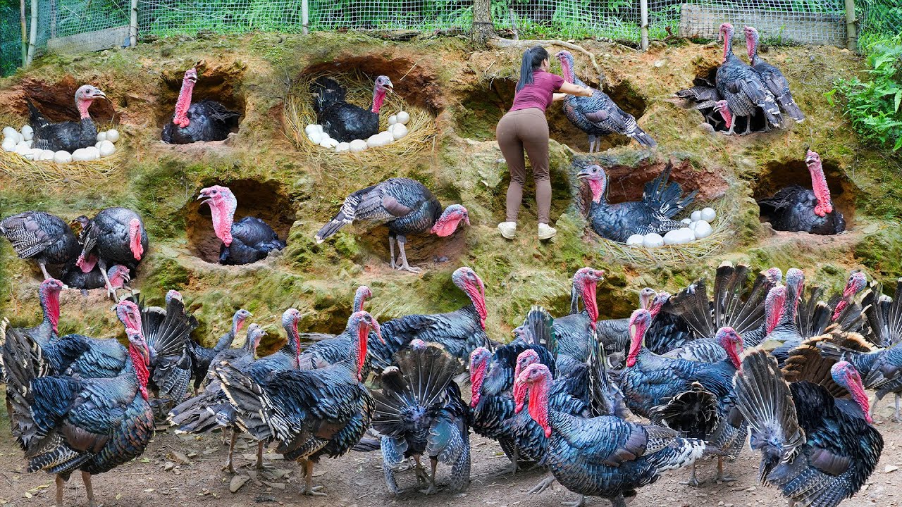 266 Days Harvest Many Big Turkey After 8 Month of Raising, Many Nests For Hens To Incubate Eggs