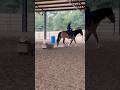 Ridin Dirty with Simba. Coming soon to HorseBid #horses #drafthorse #equestrian #cowboy