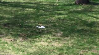 Geri is mostly be himself..