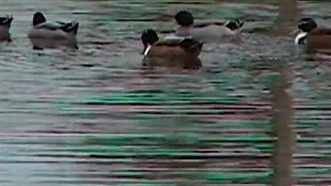Lake Deborah wildlife at our home on Deborah Way 2...