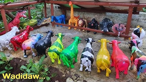 SAPI DI KANDANG, SAPI LUCU, SAPI WARNA WARNI, SAPI JOGET, SAPI MOO, SAPI KARTUN, KERBAU LUCU, COW