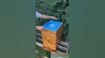 Installing my top feeder for the hives #bees #feedshorts #shorts #fyp #food #backyardbeekeeping