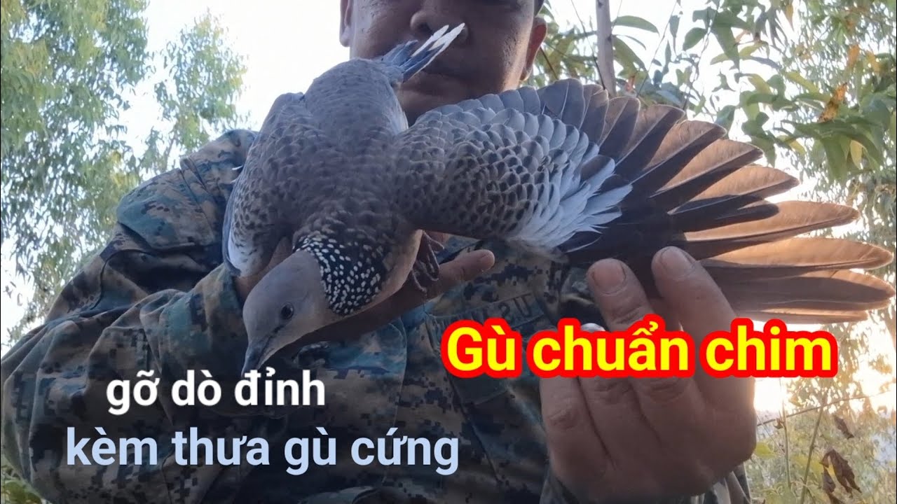Nghiatrongkt( lip 1. 061) Gù khá chuẩn chim 