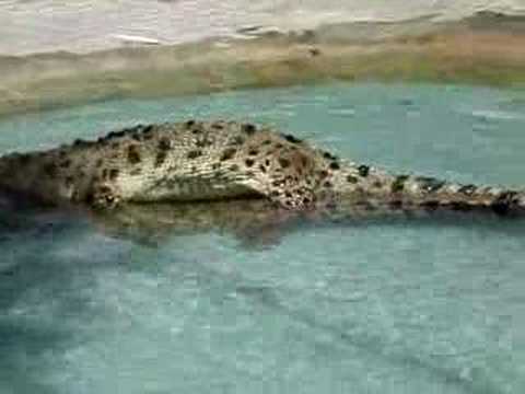 Crocodile Sex 98