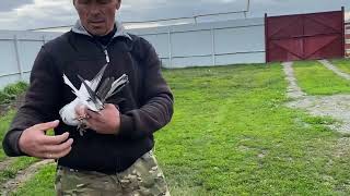 Николаевские голуби
