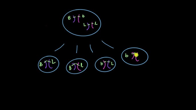 Reproductive cycle graph - Luteal phase (video)