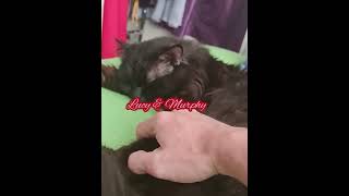 Lucy & Murphy Compilations by MURPHY & LUCY TURKISH ANGORA CATS 30 views 1 year ago 2 minutes, 36 seconds