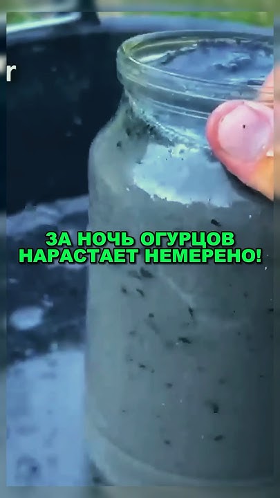 За ночь огурцов нарастет немерено🥒👍🏻 #рекомендации #дача #советы # ...