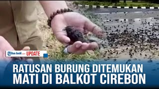 VIRAL RATUSAN BURUNG DITEMUKAN MATI SECARA MISTERIUS DI BALKOT CIREBON
