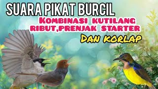 Suara Pikat Burcil Kombinasi Kutilang Ribut,Prenjak Starter Dan Kolibri Manggar