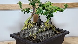 Cannabonsai Stream 04/12/22