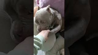 #михайловск #americanbully #мефистополь #собака #суперсобака #животные #pitbull #щенок