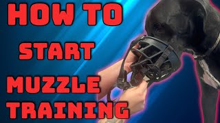 Muzzle Training 101: How to Make it Positive for Your Dog! 